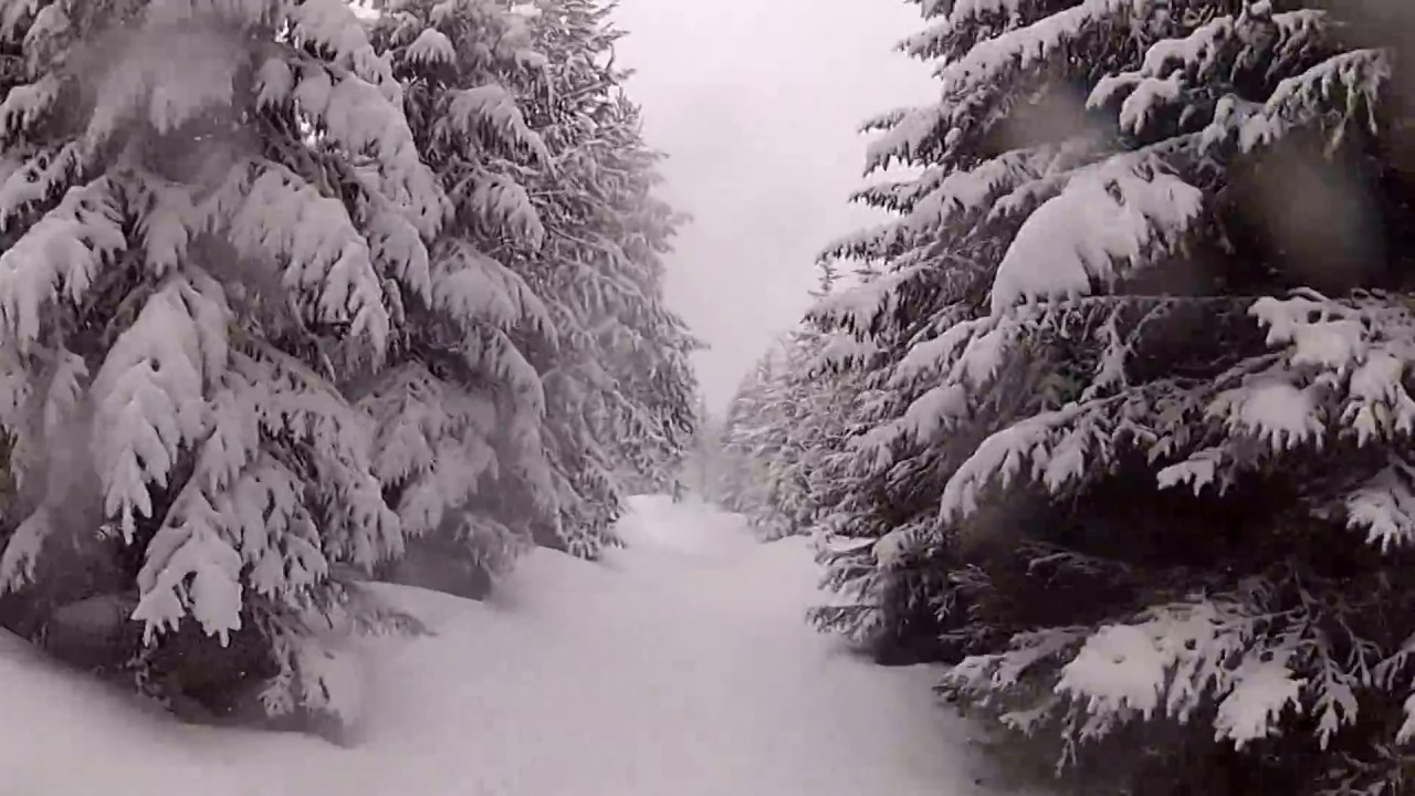 Гората под Езерата