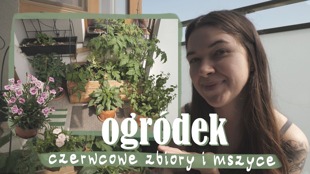 Ogródek na balkonie w czerwcu 🌿 | mszyce, pierwsze pomidorki i pyszny groszek | ogródkowy vlog