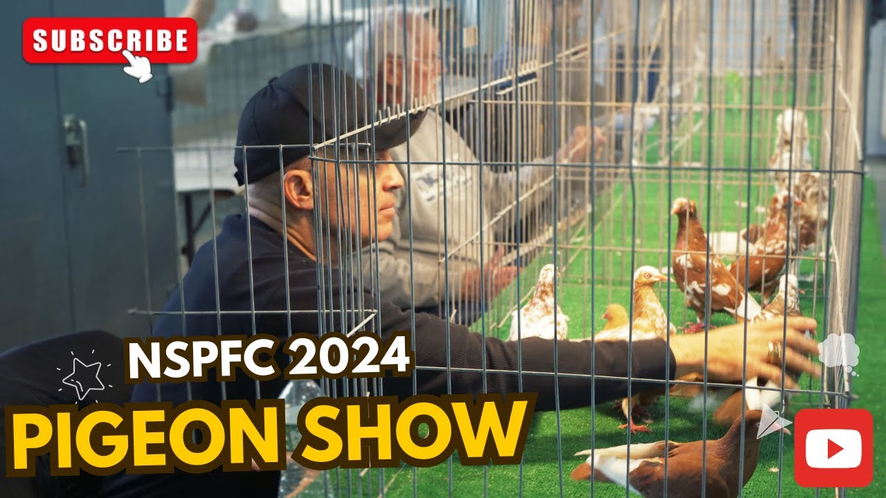 NSPFC PIGEON SHOW 2024 🕊️🕊️🕊️