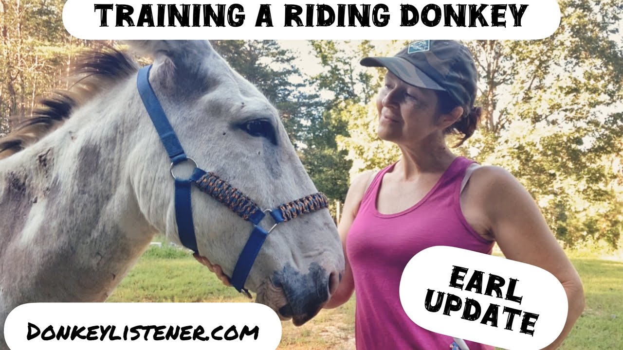 Donkey Training update! Making a Riding Donkey series with Earl. Progress & Adjusting to his needs