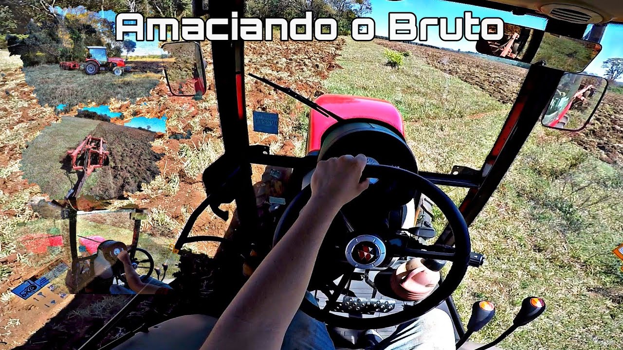 MF 3407 amaciando na grade 14x28x270 (vídeo completo)#trator #masseyferguson #agricultura