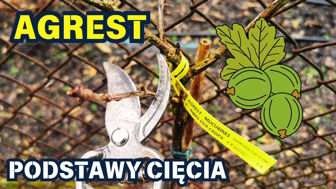 AGREST - PODSTAWY CIĘCIA ✂️ ✂️ ✂️