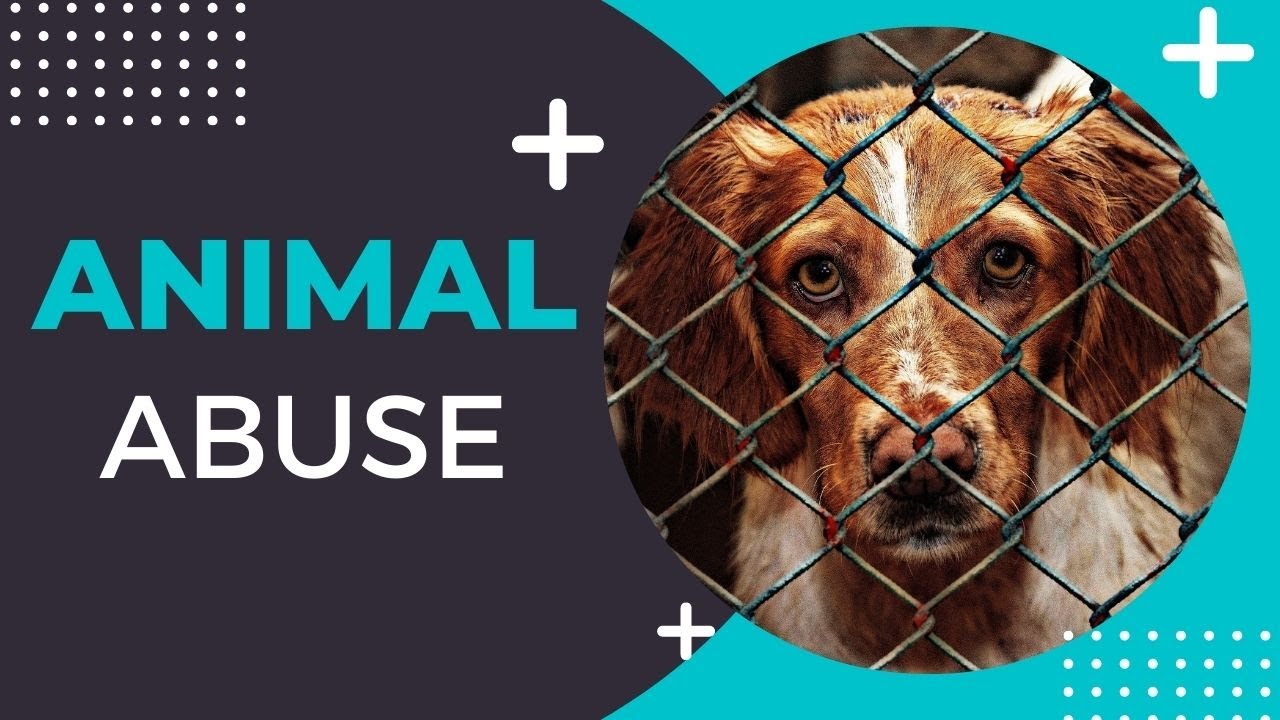 Animal Abuse: How You Can Help || Urdu-Hindi || Animalia Dot Pk
