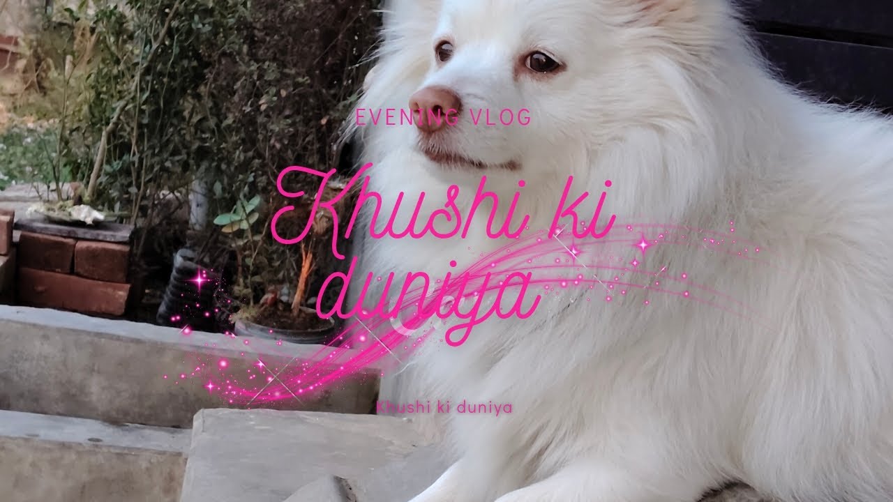 Evening vlog #doglove #viralvideo #puppy 