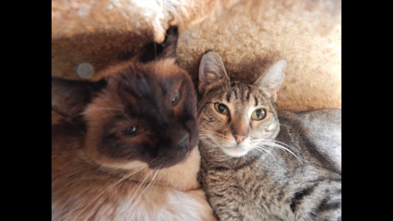 Two Cats and a Cardboard Box