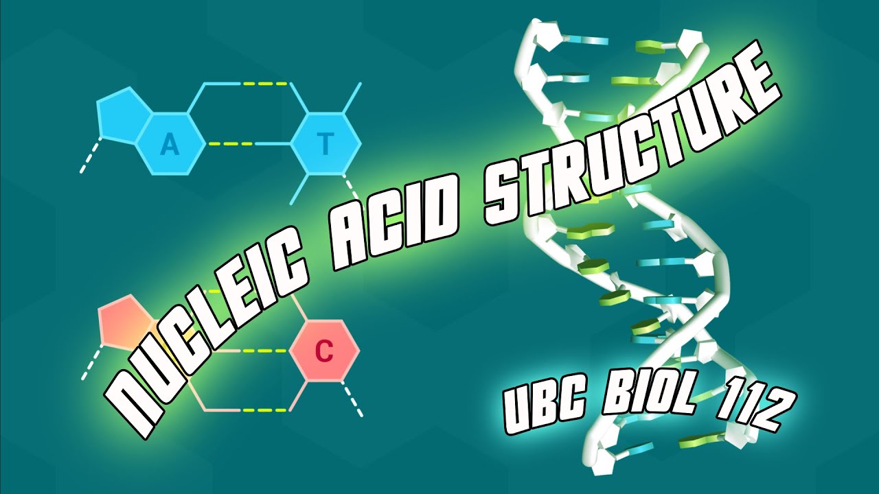Nucleic Acid Structure - Biol 112 at UBC