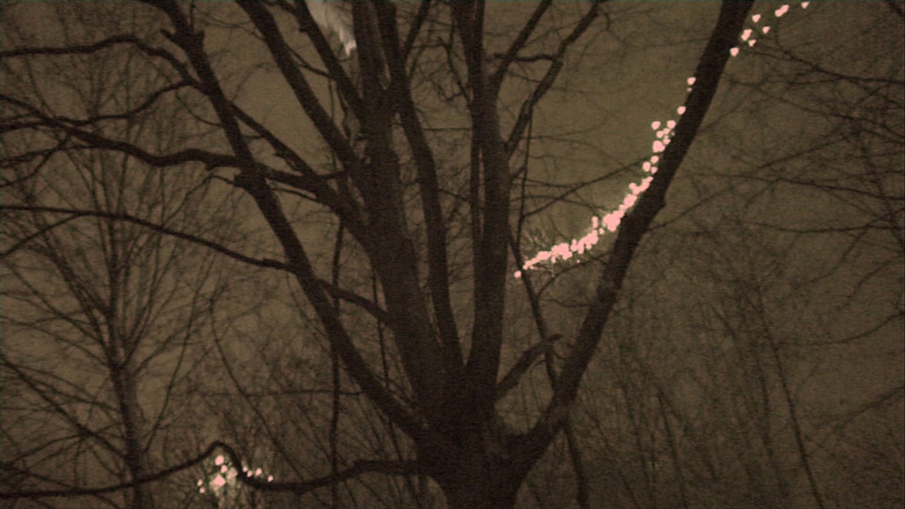 Tree 1