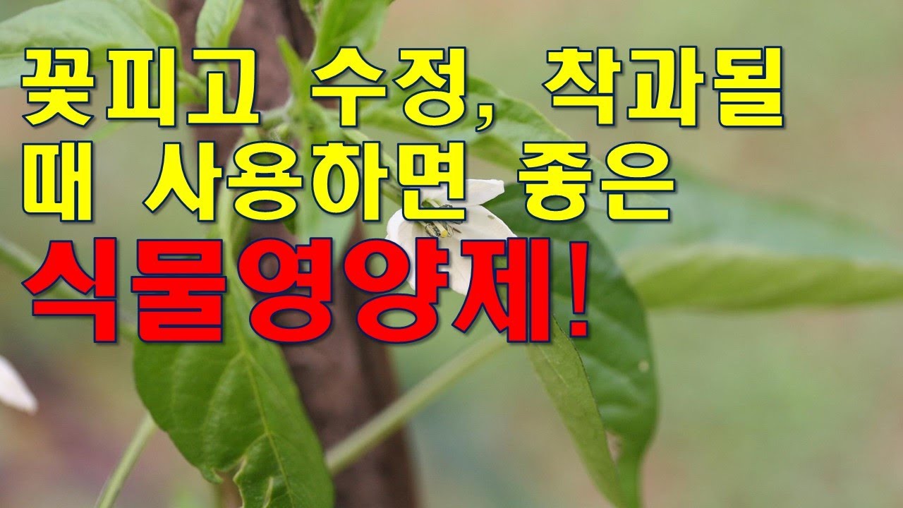 꽃피고 수정, 착과될 때 사용하면 좋은 식물영양제! 개화전 , 만개시 , 낙화 후에 사용하면 좋은 영양제