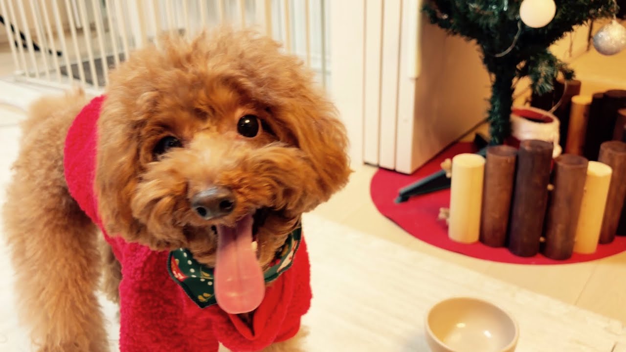 【タイニープードル】Merry Christmas！！