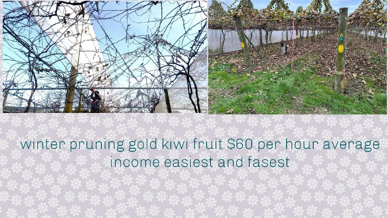 Kiwi fruit winter pruning gold New Zealand #kiwifruit #auckland #farming #punjabi #english #garden