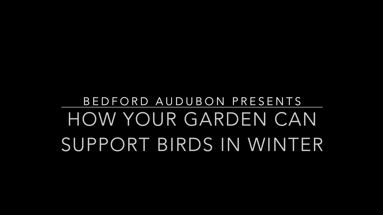 How Your Garden Can Support Birds in Winter