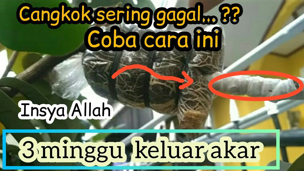 cara cangkok cepat keluar akar || cara cangkok susu
