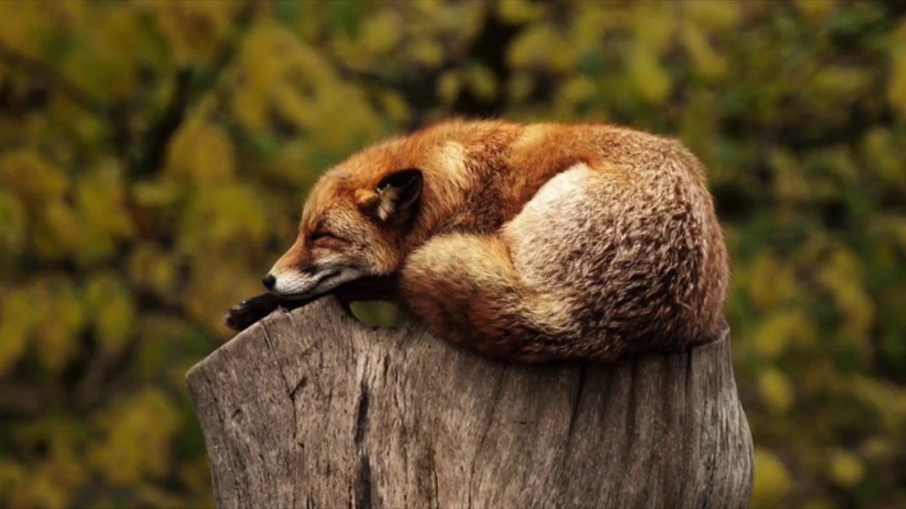 habitat destruction