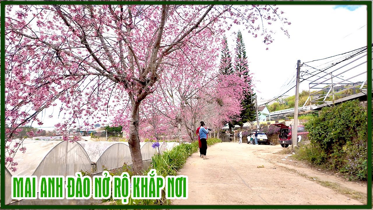Đà Lạt: Mai Anh Đào nở rộ khắp nẻo đường, Chùa Ve Chai về vùng ngoại ô Xuân Thọ