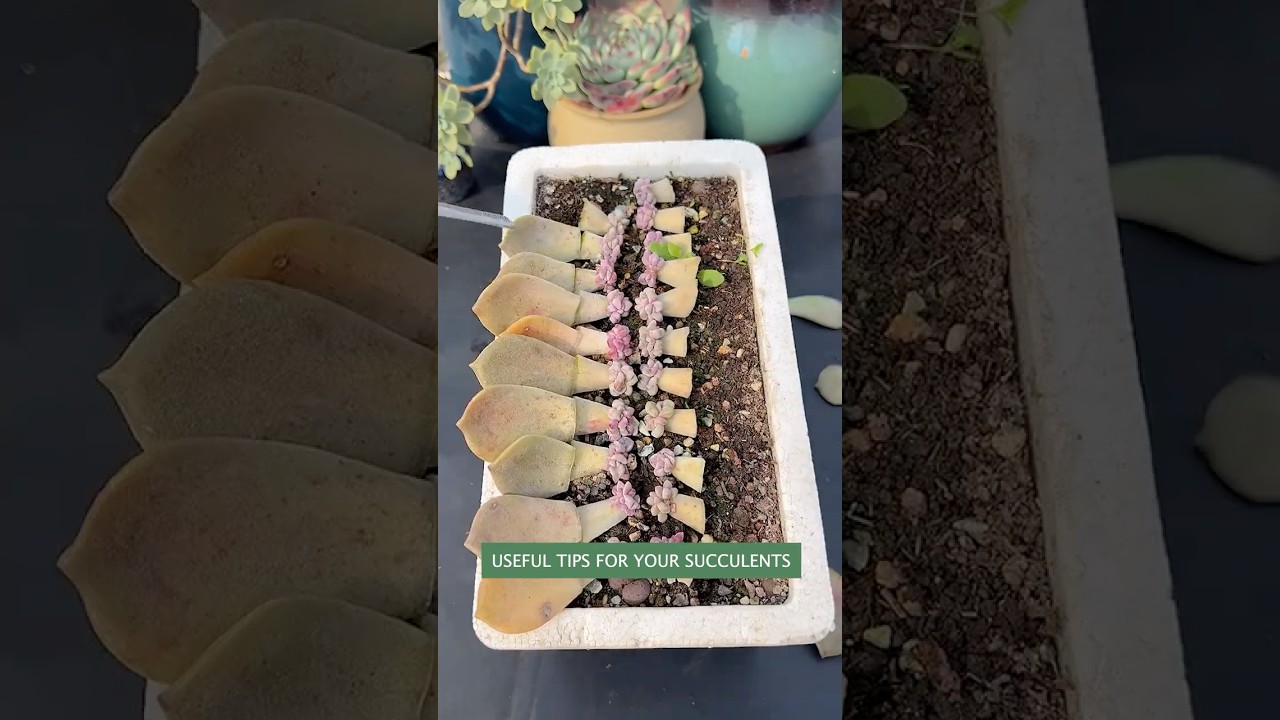 Succulent Plants for Beginners: Essential Care Secrets You NEED to Know | 다육이 | 多肉植物