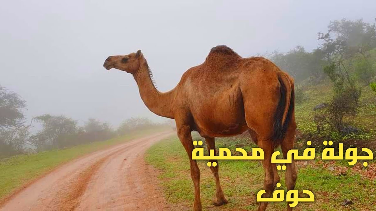 جولة في قرى مديرية حوف وأجواء لاتصدق المهره اليمن