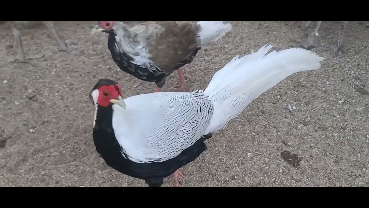 하나님의 창조물 백한입니다.