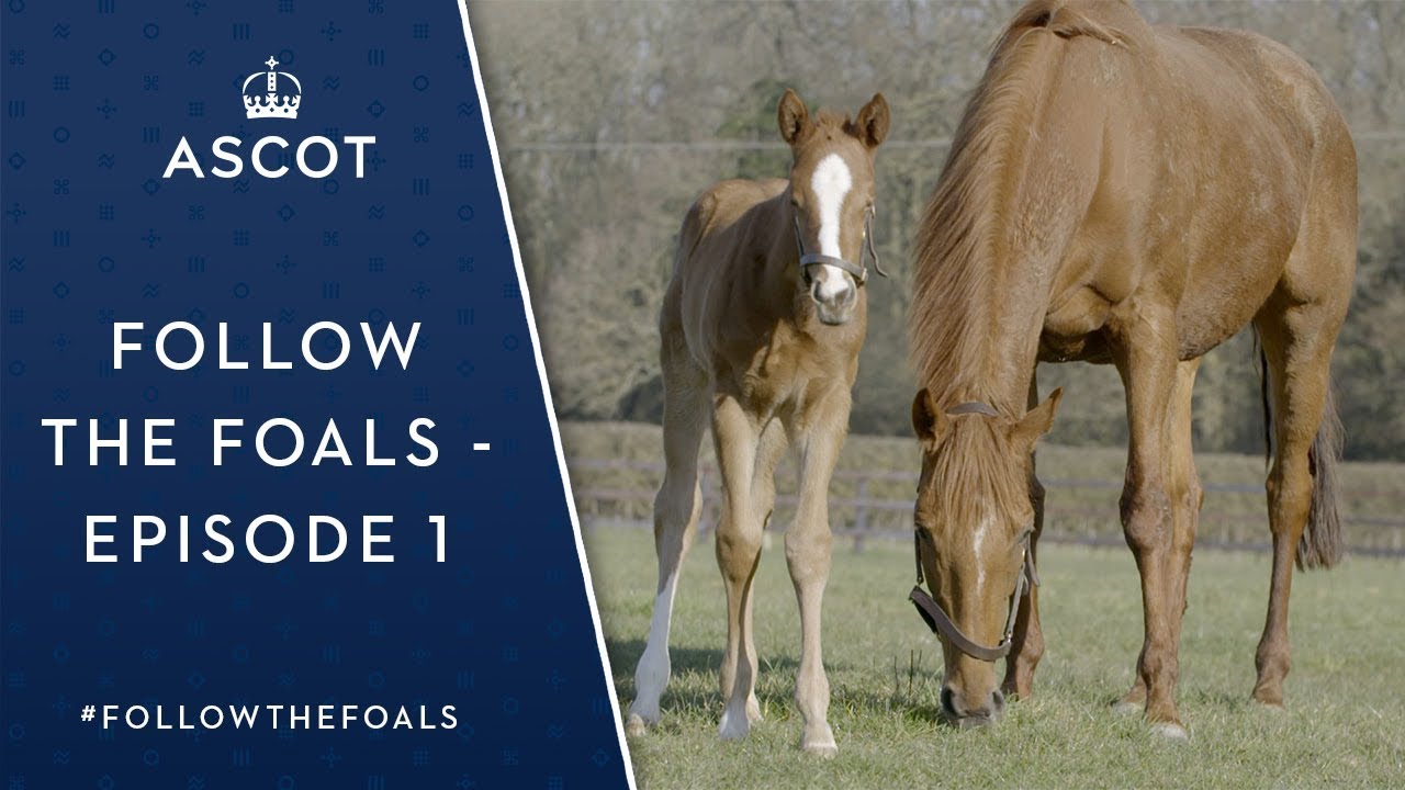 Follow The Foals - Episode 1