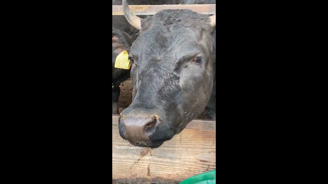Beef Cattle JP IV-Heavy #beef #dairy #cattle #cows