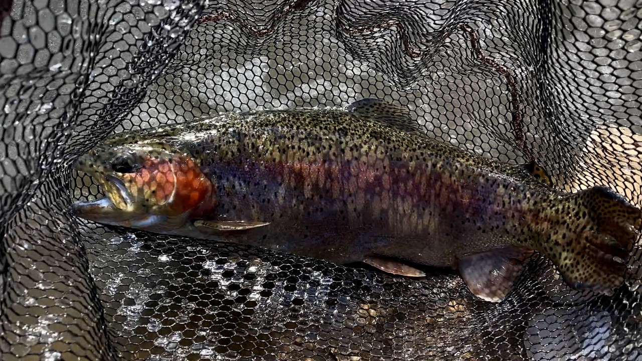 1월 베이징에서 무지개송어 플라이낚시 Rainbow Trout Fly Fishing In January at Beijing