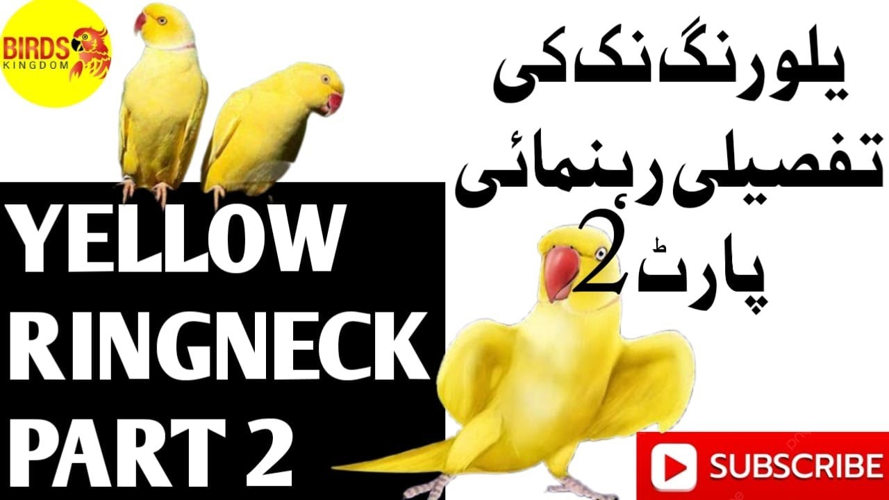Yellow Ringneck  💯 complete information  part2