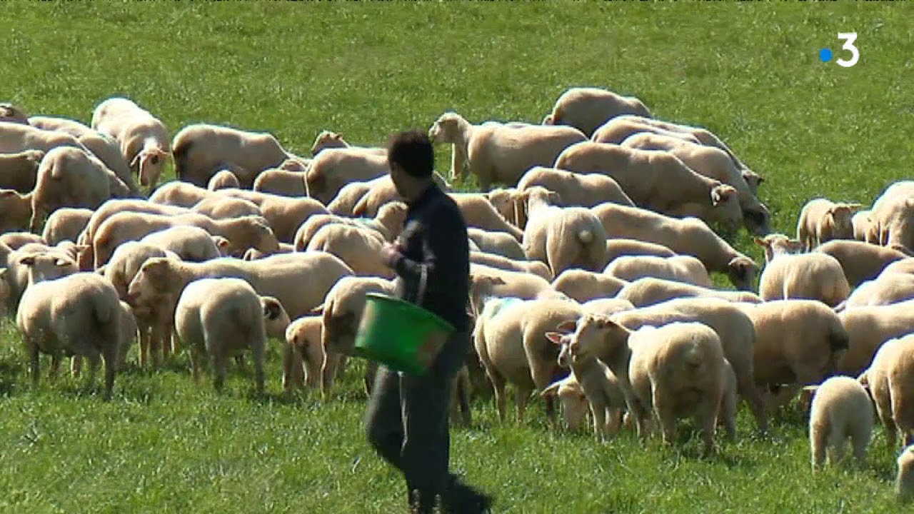 Gros plan sur la filière ovine dans le Lot