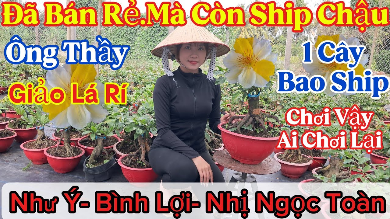 🍀20/3☎️0389346120☎️🌲Mai Vàng Giá Rẻ🌲25 Mã Số Nhiều Giống Mới🌲Đế Nôm👉Bao Ship Tặng Chậu..🌲