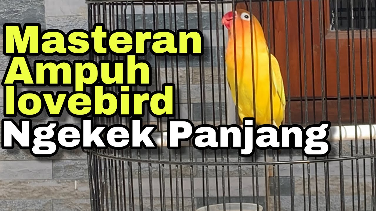 Masteran lovebird ngekek panjang jeda rapat