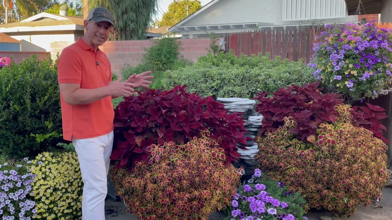 Outstanding Proven Winners 'Rediculous' Coleus and More! |Gardening with the Williams'