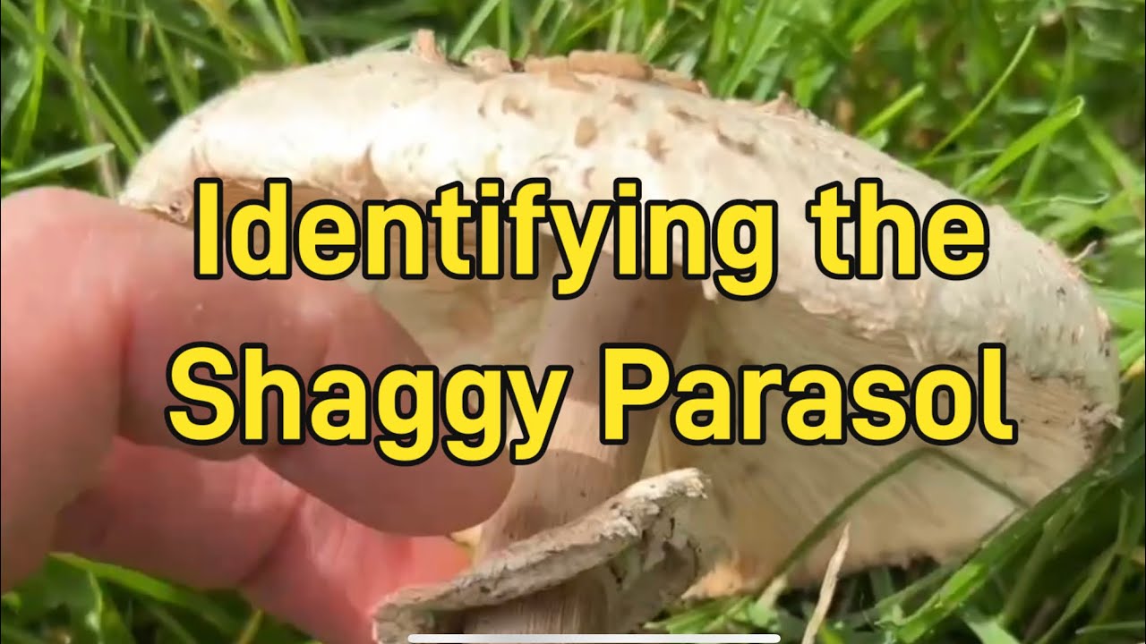 How to identify the Shaggy Parasol