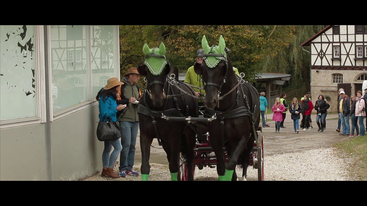 Stallion parade by Julien Guntz