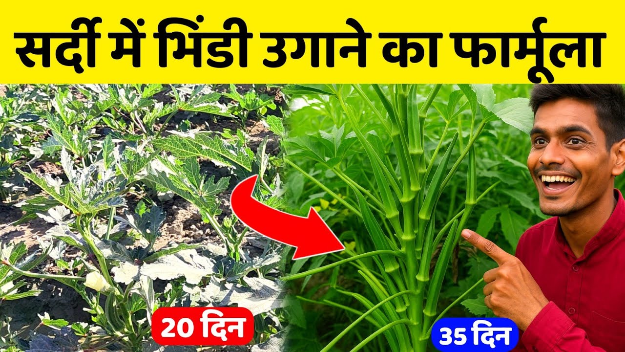 7 दिन में भिंडी की तेज़ ग्रोथ से पहली तुड़ाई तक | Sardiyon me Bhindi ki kheti | ladyfinger farming 