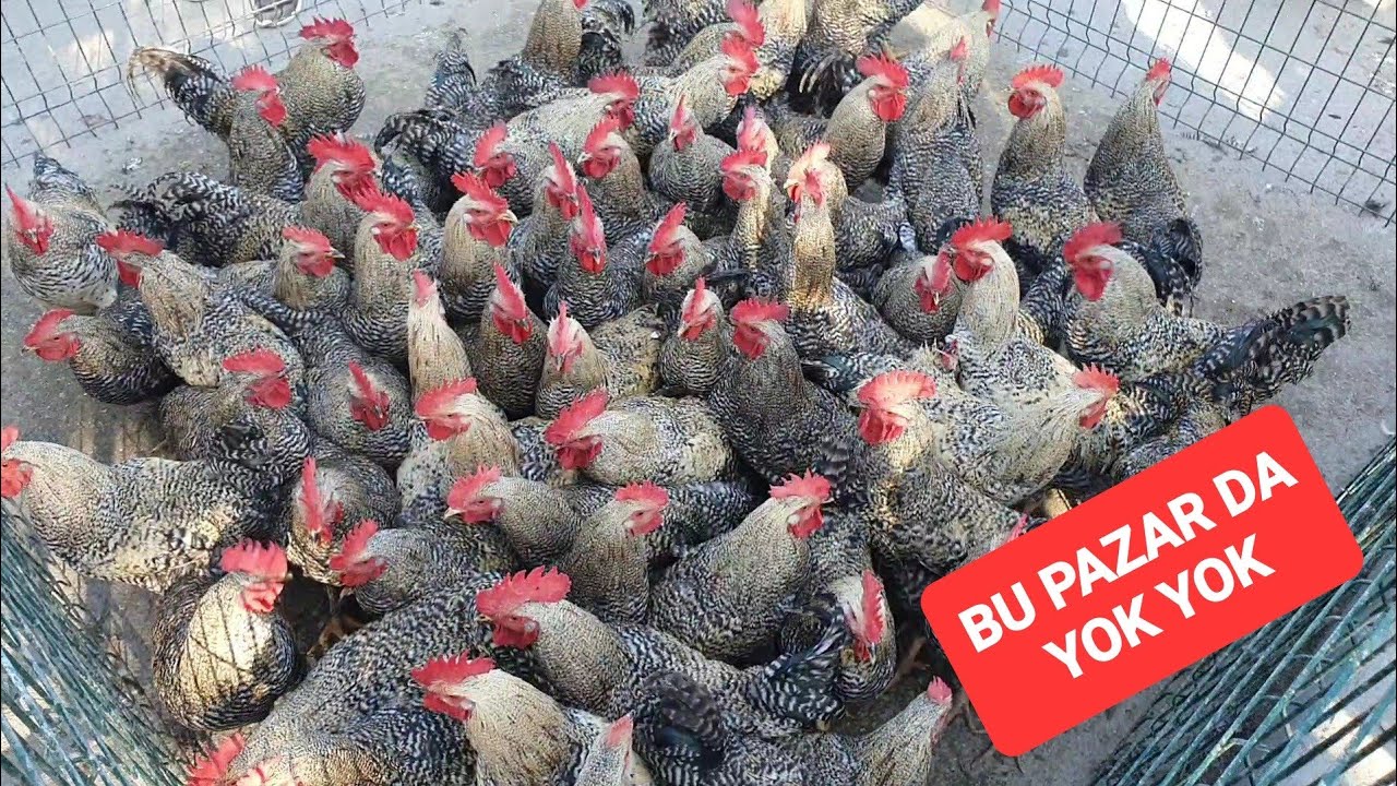 19 EKİM 2025 ADANA KUŞ ve TAVUK PAZARI @ResulHOY #tavuk  #horoz #güvercin #kaz #ördek #hindi 