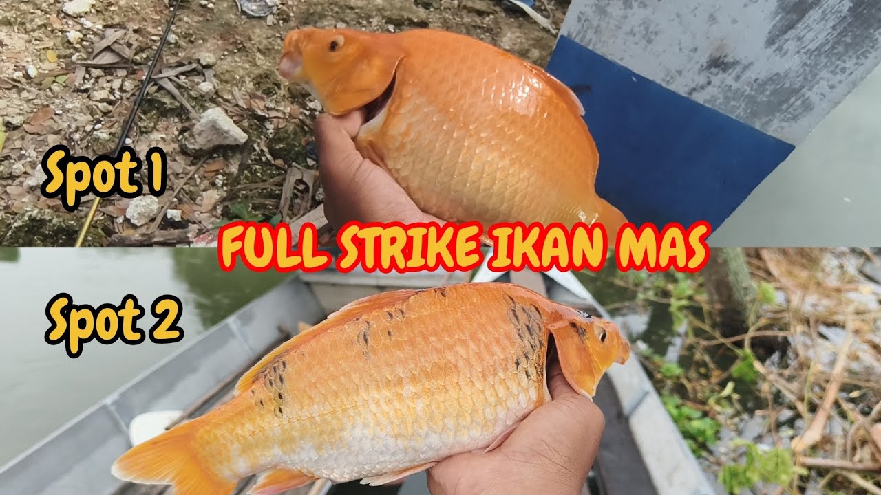 AKIBAT BANYAK TAMBAK JEBOL FULL STRIKE IKAN MAS 