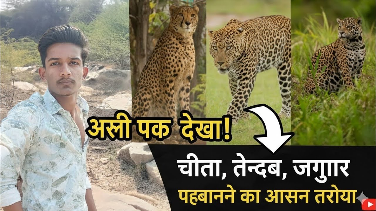Nadi ke andar Chita aur tendua चीता और तेंदुआ बहुत खतरनाक जानवर थे पीछे पड़ गए आज तो 😯