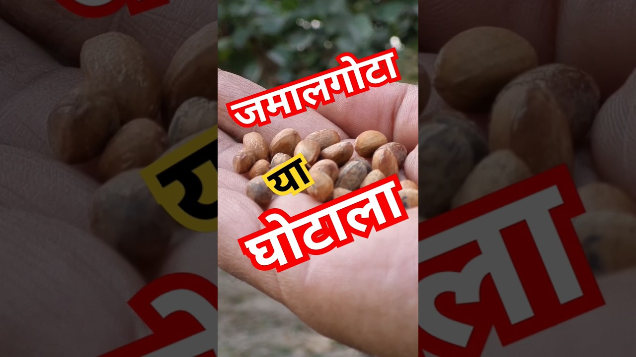 क्या जमालगोटा लगाना ठीक है ? #jamalgota