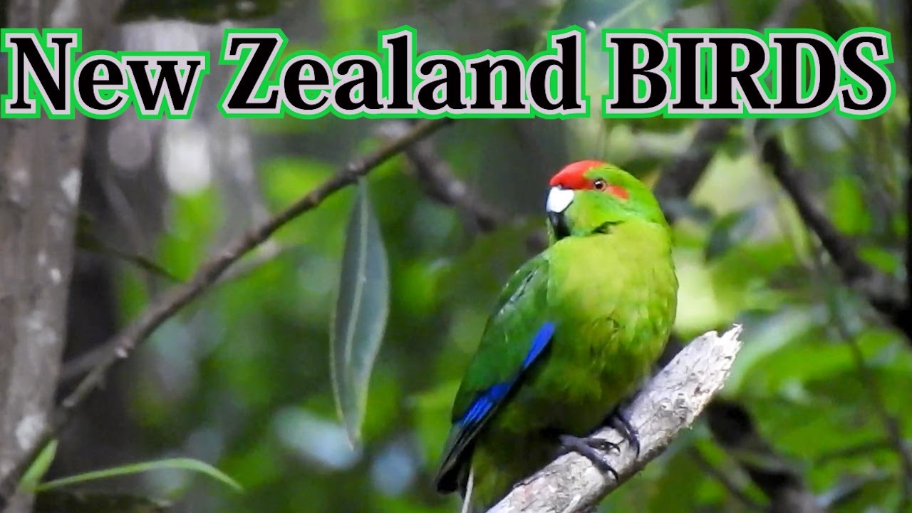 The Rarest Birds in the World in New Zealand