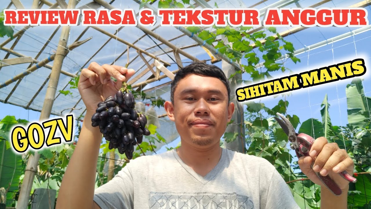 Anggur Gozv Sihitam Manis Kulit Tipis & Cruncy... Uenaake Poool !!!