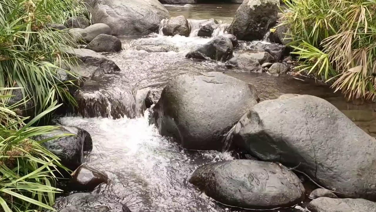Forest River, Relaxing Nature Sounds l Sleep, Relax and Study Focus