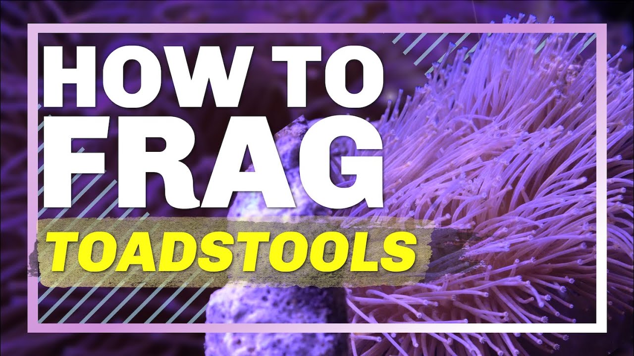 How To Master Fragging Weeping Willow Toadstool Coral