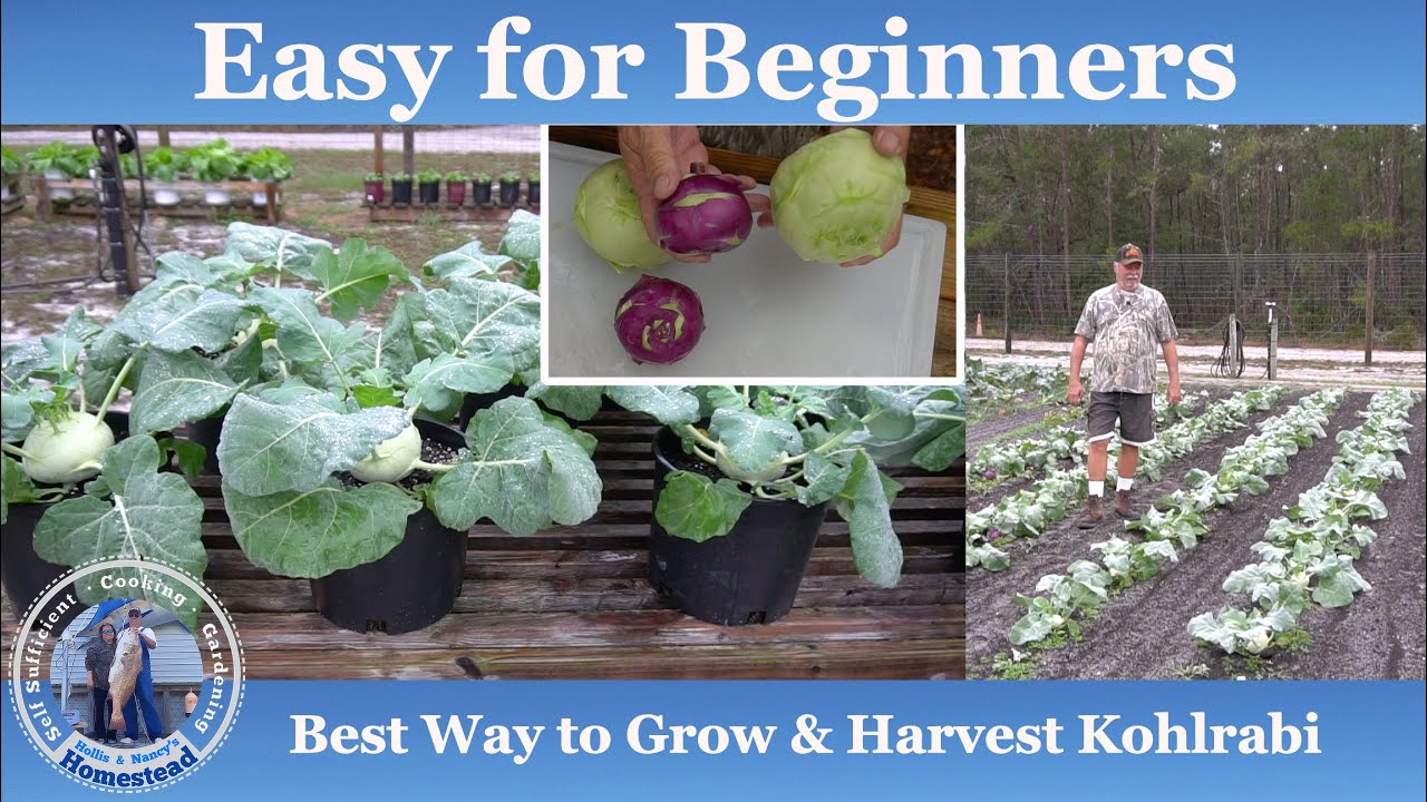 Best Way to Grow and Harvest Kohlrabi | EASY for Beginners