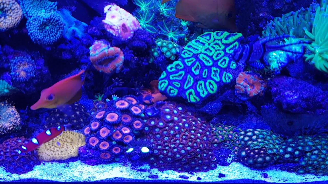 Mixed reef tank in Dublin nocturnal view 06.10.2017