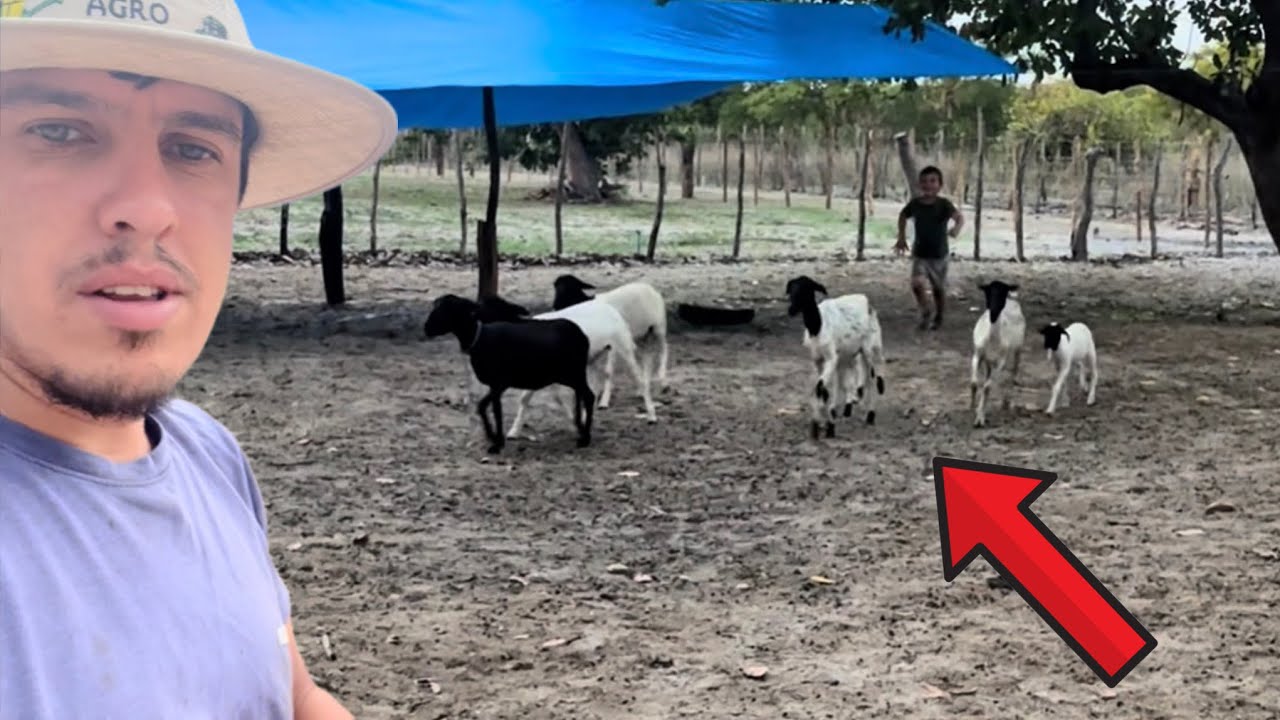 O Menino que Encanta a Roça: Conheça o Pequeno Boiadeiro em Ação! ✨🐑