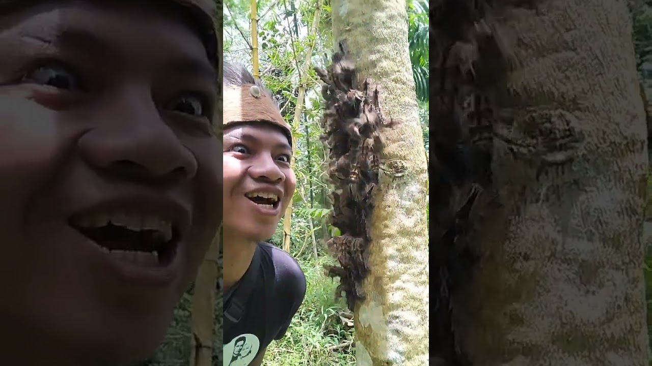 Ngeri-ngeri sedap uletnya #kampungtercinta #hutan #CIANJUR