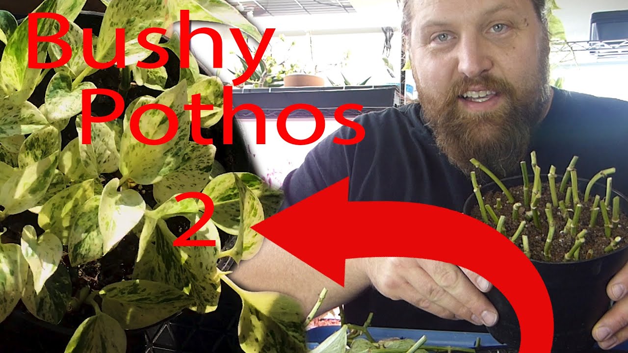 PROPAGATE BUSHY POTHOS Pt 2. Save dying POTHOS vines. Rooting Epipremnum Aureum from nodes only.