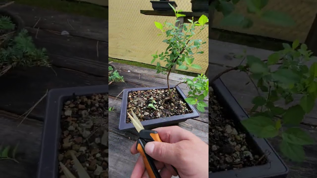 Japanese Spiraea Bonsai quick trim!