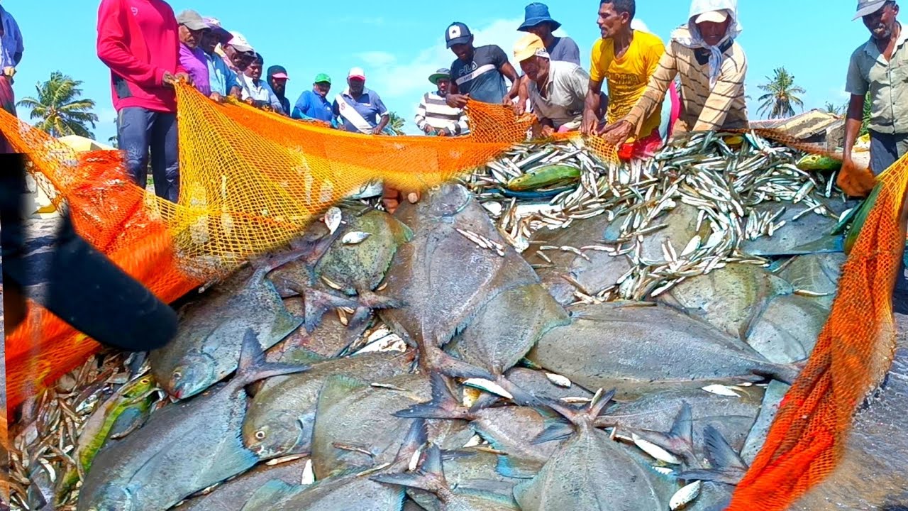 Woow😱 !!! Amazing - Net fishing deep sleep video in asian %100 Million 2k of fishing video 2025 