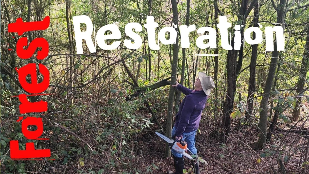 New Zealand native releasing dormant Native plants #forest #newzealandnature