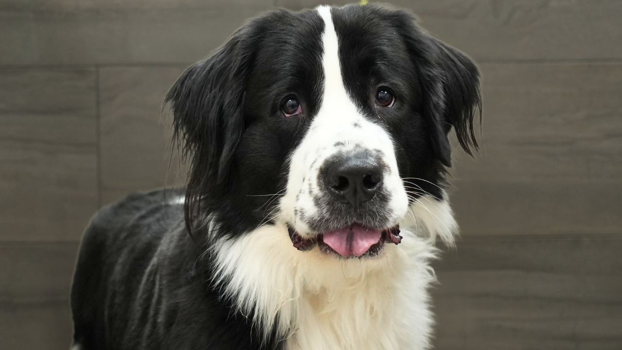 This Giant Dog Was Too Scared to Finish Grooming...