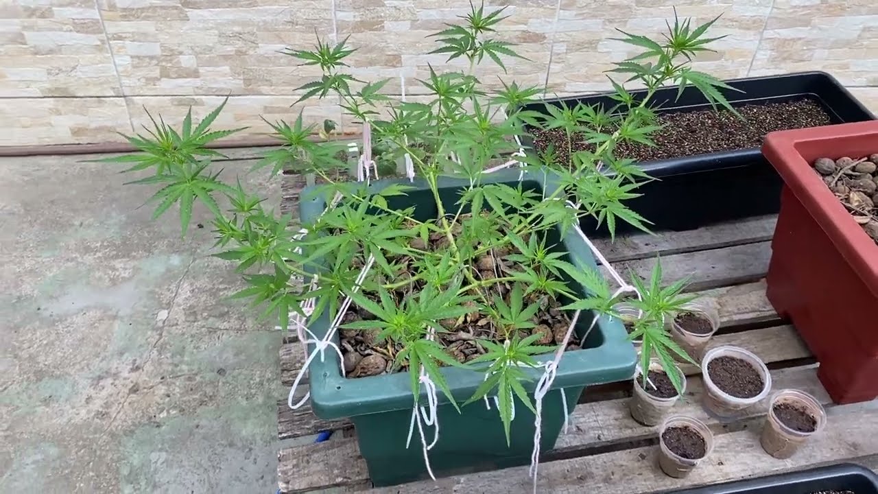 In&iacute;cio da pr&eacute; flora (SEMENTE DE PRENSEED). Macho ou F&ecirc;mea ?? Cannabis medicinal
